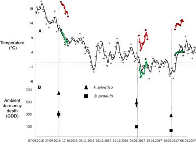 Warming Events Advance or Delay Spring Phenology by Affecting Bud Dormancy Depth in Trees